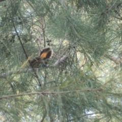 Rhipidura rufifrons at Fadden, ACT - 23 Apr 2015 08:55 AM