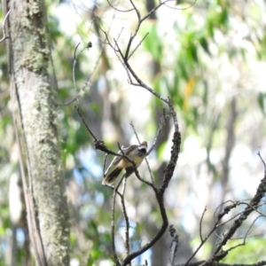 Rhipidura rufifrons at Monga, NSW - 9 Jan 2016