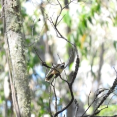 Rhipidura rufifrons (Rufous Fantail) at Mongarlowe River - 8 Jan 2016 by RyuCallaway