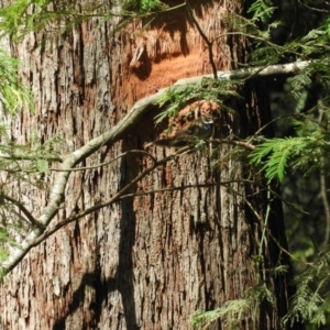 Rhipidura rufifrons at Monga, NSW - 9 Jan 2016