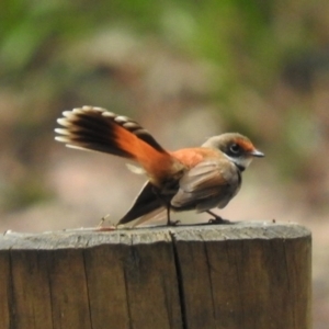 Rhipidura rufifrons at Monga, NSW - 9 Jan 2016 02:52 PM