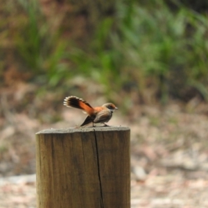 Rhipidura rufifrons at Monga, NSW - 9 Jan 2016 02:52 PM