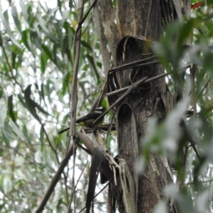 Falcunculus frontatus at Monga, NSW - 9 Jan 2016
