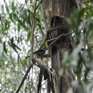 Falcunculus frontatus at Monga, NSW - 9 Jan 2016 03:06 PM