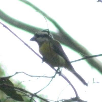 Falcunculus frontatus (Eastern Shrike-tit) at Paddys River, ACT - 21 Jan 2016 by RyuCallaway