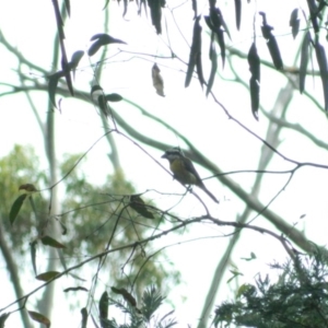 Falcunculus frontatus at Paddys River, ACT - 21 Jan 2016