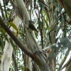 Falcunculus frontatus at Paddys River, ACT - 21 Jan 2016 06:07 PM