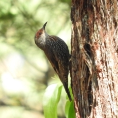 Climacteris erythrops (Red-browed Treecreeper) at Monga National Park - 8 Jan 2016 by ArcherCallaway