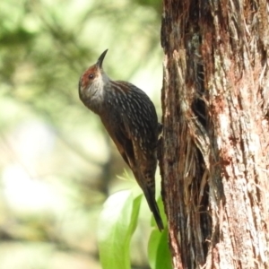 Climacteris erythrops at Monga, NSW - 9 Jan 2016 09:54 AM