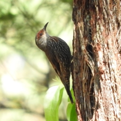 Climacteris erythrops (Red-browed Treecreeper) at Monga National Park - 8 Jan 2016 by ArcherCallaway