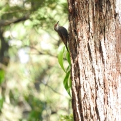 Climacteris erythrops at Monga, NSW - 9 Jan 2016 09:54 AM