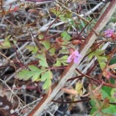 Geranium robertianum (Herb Robert) at Fadden Hills Pond - 8 Feb 2016 by RyuCallaway