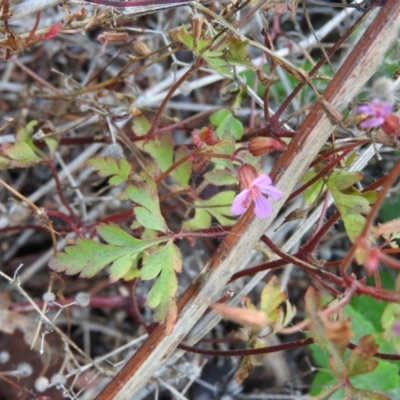 Geranium robertianum (Herb Robert) at Fadden, ACT - 9 Feb 2016 by ArcherCallaway