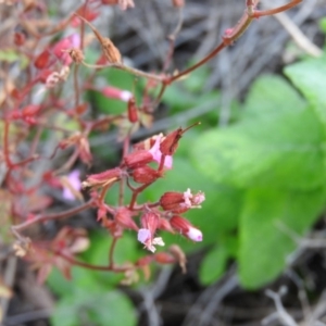 Geranium robertianum at Fadden, ACT - 9 Feb 2016 08:25 AM