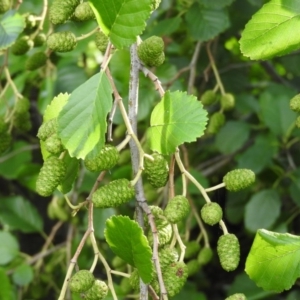 Alnus glutinosa at Fadden, ACT - 9 Feb 2016 08:22 AM