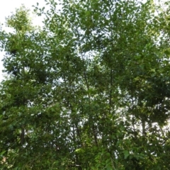 Alnus glutinosa at Fadden, ACT - 9 Feb 2016