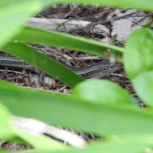 Ctenotus robustus at Fadden, ACT - 9 Feb 2016 09:41 AM