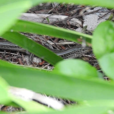 Ctenotus robustus (Robust Striped-skink) at Fadden, ACT - 9 Feb 2016 by ArcherCallaway