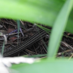 Ctenotus robustus at Fadden, ACT - 9 Feb 2016 09:41 AM