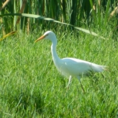 Ardea plumifera (Plumed Egret) at Fyshwick, ACT - 7 Jan 2015 by ArcherCallaway