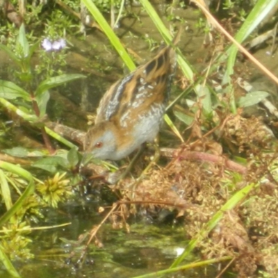 Zapornia pusilla (Baillon's Crake) at Forde, ACT - 25 Dec 2015 by RyuCallaway