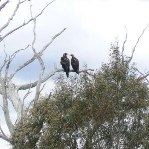 Aquila audax at Symonston, ACT - 14 Dec 2011 12:00 AM