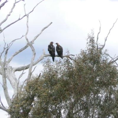 Aquila audax (Wedge-tailed Eagle) at Isaacs Ridge and Nearby - 13 Dec 2011 by Mike