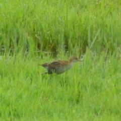 Zapornia pusilla (Baillon's Crake) at Fyshwick, ACT - 5 Jan 2016 by RyuCallaway