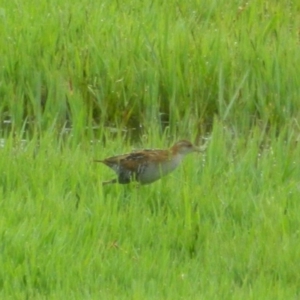 Zapornia pusilla at Fyshwick, ACT - 5 Jan 2016