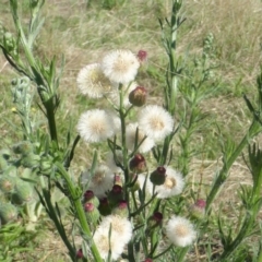 Erigeron bonariensis (Flaxleaf Fleabane) at Mount Mugga Mugga - 7 Feb 2016 by Mike