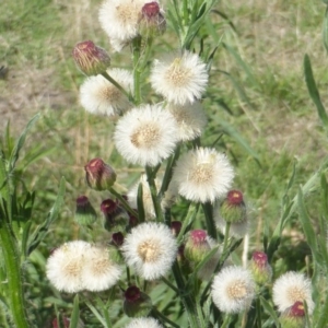 Erigeron bonariensis at Jerrabomberra, ACT - 7 Feb 2016