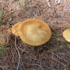 Suillus sp. (A bolete ) at Isaacs, ACT - 7 Feb 2016 by Mike