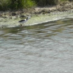 Himantopus leucocephalus (Pied Stilt) at Lanyon - northern section A.C.T. - 28 Sep 2015 by ArcherCallaway