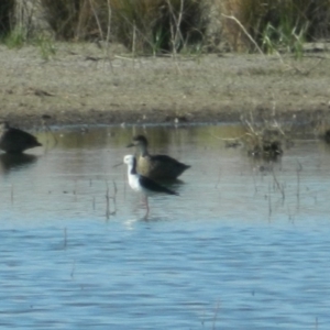 Himantopus leucocephalus at Campbell, ACT - 24 Dec 2015 08:33 AM