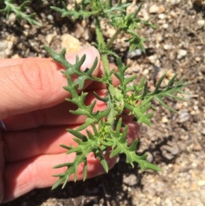 Solanum triflorum at Rendezvous Creek, ACT - 8 Feb 2016