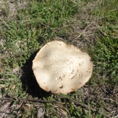 Agaricus sp. (Agaricus) at Jerrabomberra, ACT - 7 Feb 2016 by Mike