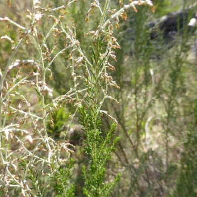 Cassinia sifton (Sifton Bush, Chinese Shrub) at Mount Mugga Mugga - 7 Feb 2016 by Mike