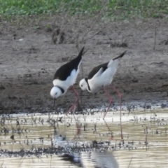 Himantopus leucocephalus (Pied Stilt) at Campbell, ACT - 11 Jan 2016 by RyuCallaway