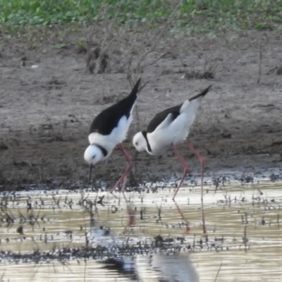 Himantopus leucocephalus (Pied Stilt) at Campbell, ACT - 11 Jan 2016 by RyuCallaway