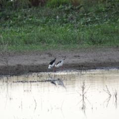 Himantopus leucocephalus at Campbell, ACT - 12 Jan 2016 06:25 AM