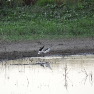 Himantopus leucocephalus at Campbell, ACT - 12 Jan 2016