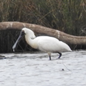 Platalea regia at Gungahlin, ACT - 20 Jan 2016 10:14 AM