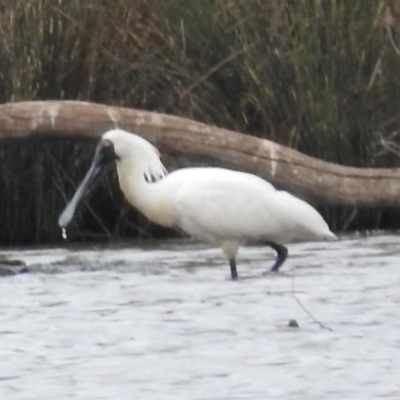 Platalea regia (Royal Spoonbill) at Mulligans Flat - 19 Jan 2016 by RyuCallaway