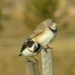 Epthianura albifrons (White-fronted Chat) at National Arboretum Forests - 7 Jul 2015 by RyuCallaway