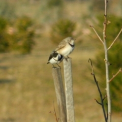 Epthianura albifrons at Molonglo Valley, ACT - 8 Jul 2015