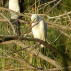 Bubulcus coromandus (Eastern Cattle Egret) at Point Hut Pond - 13 Apr 2015 by RyuCallaway