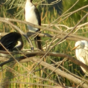 Bubulcus coromandus at Gordon, ACT - 13 Apr 2015 05:40 PM