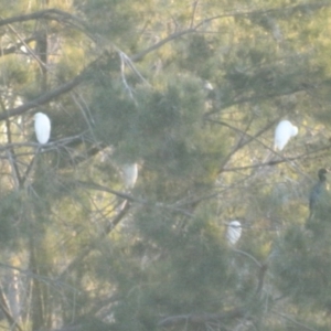 Bubulcus coromandus at Gordon, ACT - 13 Apr 2015 05:40 PM