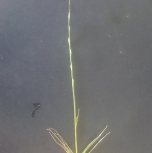 Tripogonella loliiformis at Hume, ACT - 9 Feb 2016 12:00 AM