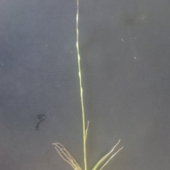 Tripogonella loliiformis (Five Minute Grass, Rye Beetle-Grass) at Jerrabomberra Grassland - 8 Feb 2016 by gregbaines